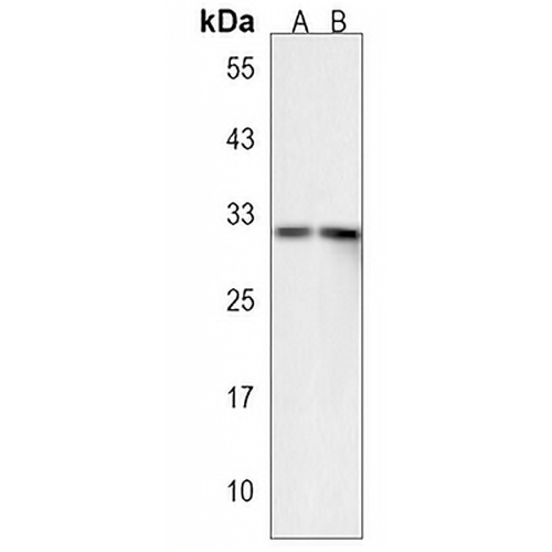 XAF1 Rabbit Polyclonal Antibody