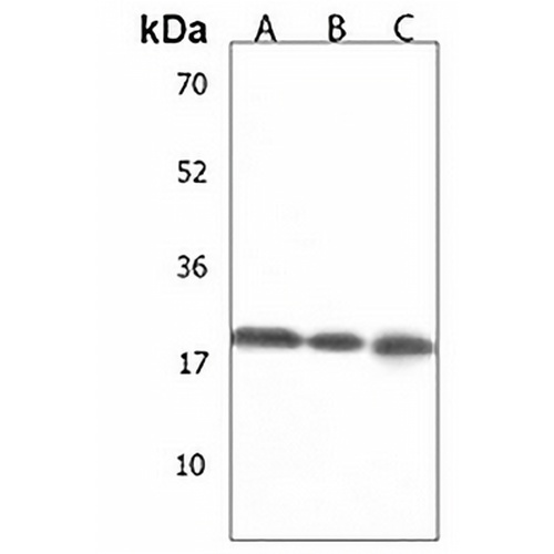 CYS1 Rabbit Polyclonal Antibody