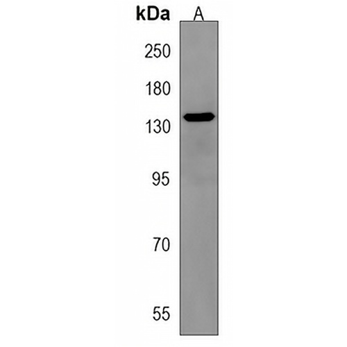 OVOS1 Rabbit Polyclonal Antibody