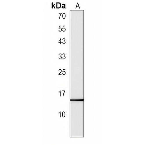 HIST1H2BM Rabbit Polyclonal Antibody