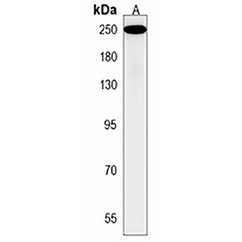 RSF1 Rabbit Polyclonal Antibody