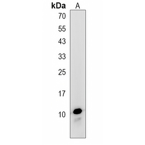 MINOS1 Rabbit Polyclonal Antibody