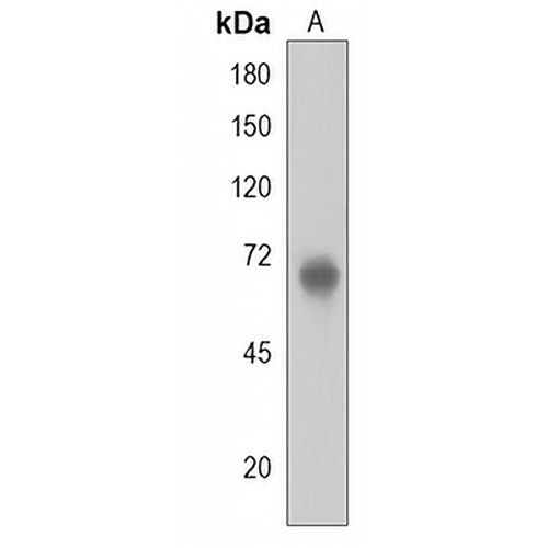 PRDM13 Rabbit Polyclonal Antibody