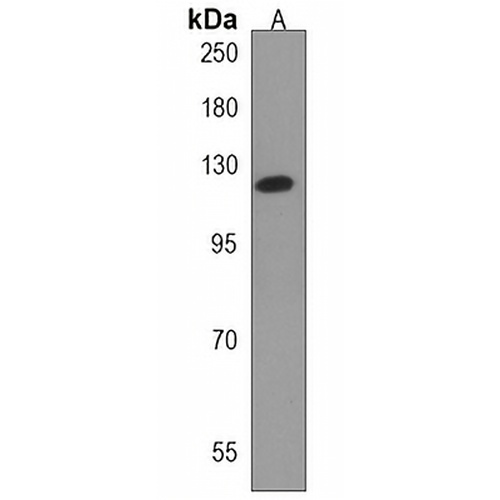 PRDM16 Rabbit Polyclonal Antibody