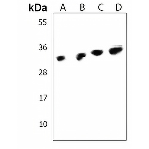 Cyclin D3 Rabbit Polyclonal Antibody