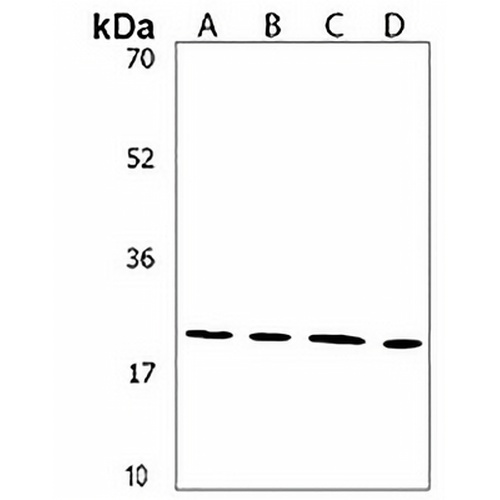 HES5 Rabbit Polyclonal Antibody