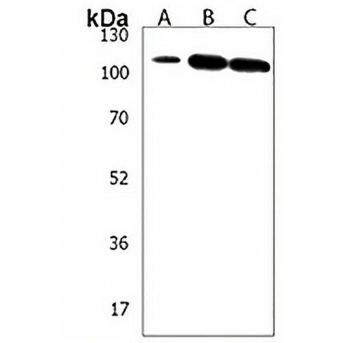 SKOR2 Rabbit Polyclonal Antibody