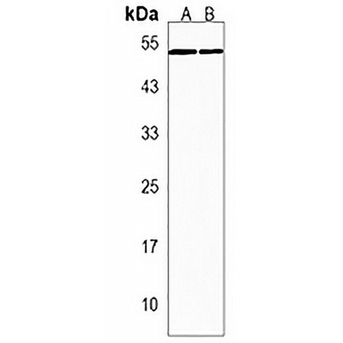 SOX7 Rabbit Polyclonal Antibody