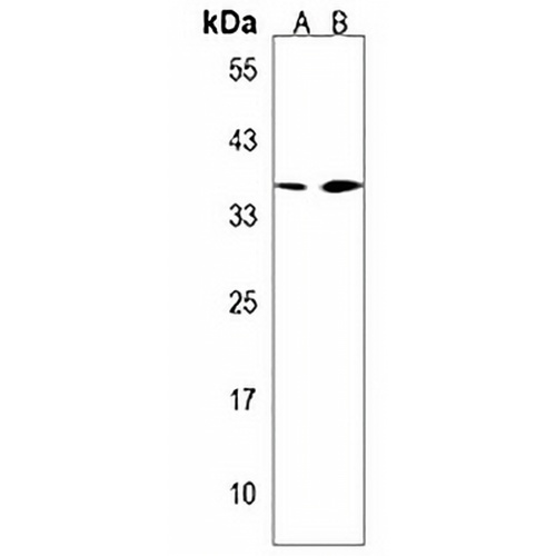 UTF1 Rabbit Polyclonal Antibody