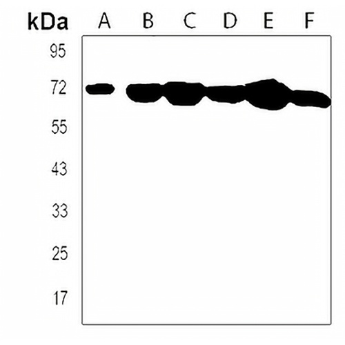 CD164 Rabbit Polyclonal Antibody