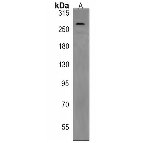 ABCA2 Rabbit Polyclonal Antibody