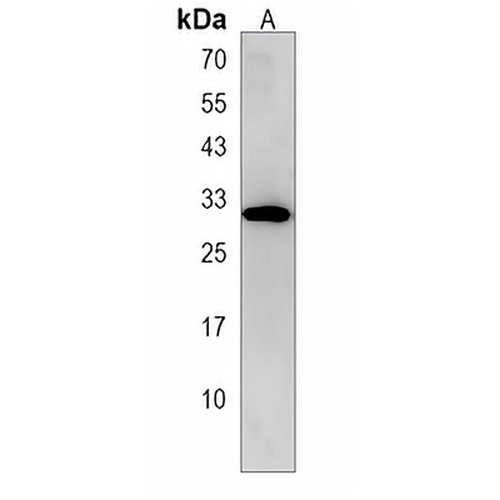 Oligo3 Rabbit Polyclonal Antibody