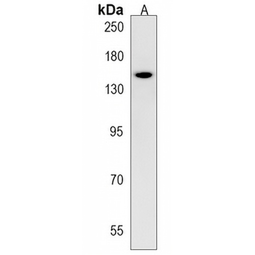PTP zeta Rabbit Polyclonal Antibody