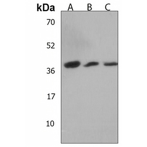 LMCD1 Rabbit Polyclonal Antibody