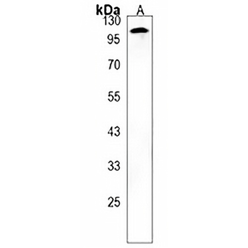 COG1 Rabbit Polyclonal Antibody