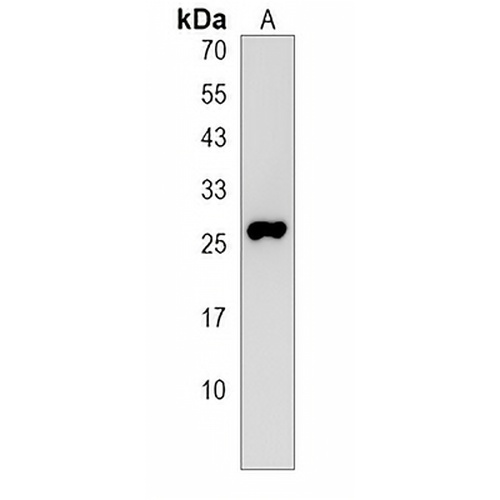 NOTO Rabbit Polyclonal Antibody