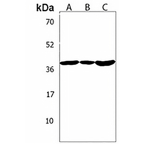 OR5M9 Rabbit Polyclonal Antibody