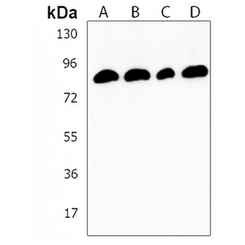 RSK1 Rabbit Polyclonal Antibody