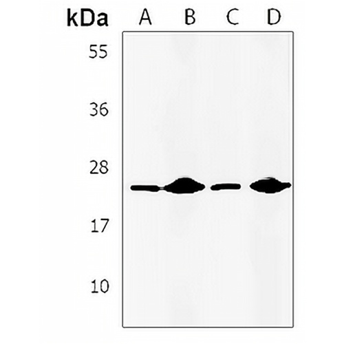 IL-24 Rabbit Polyclonal Antibody