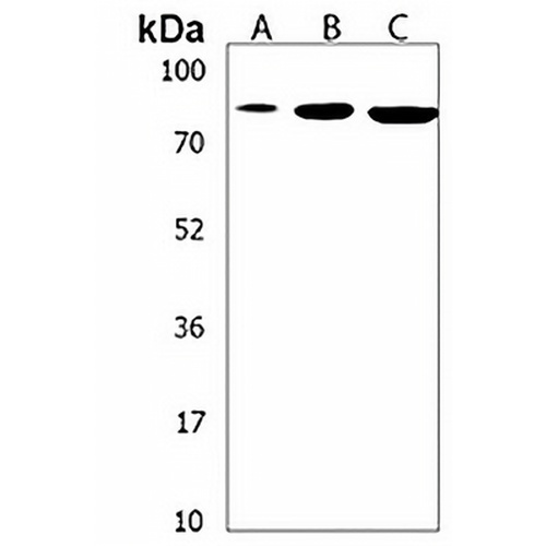 SUZ12 Rabbit Polyclonal Antibody