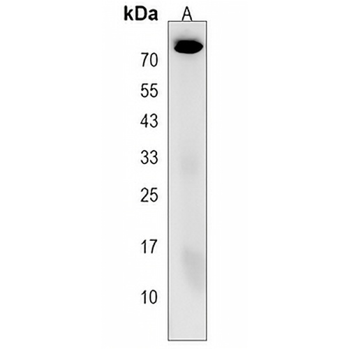 MFSD6L Rabbit Polyclonal Antibody