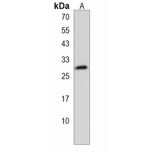 Neurogenin 2 Rabbit Polyclonal Antibody