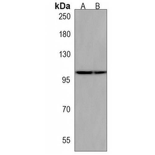 FOG1 Rabbit Polyclonal Antibody
