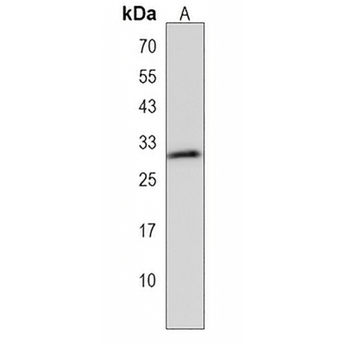 UTF1 Rabbit Polyclonal Antibody