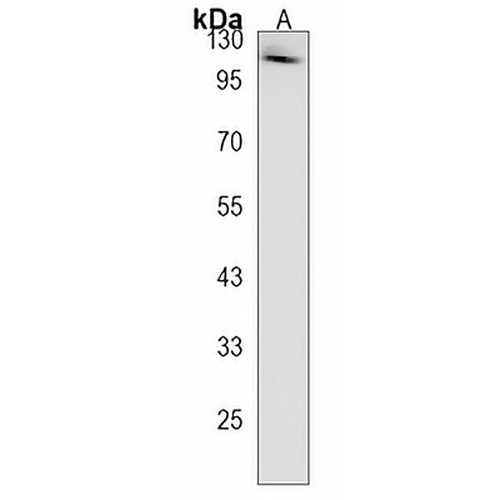 Rabaptin 5 alpha Rabbit Polyclonal Antibody