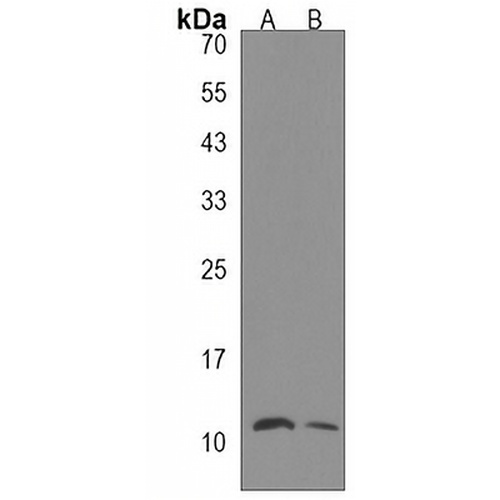 HOP Rabbit Polyclonal Antibody