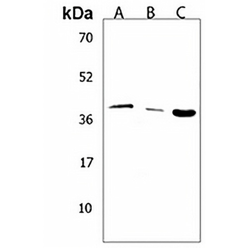 Hepsin Rabbit Polyclonal Antibody