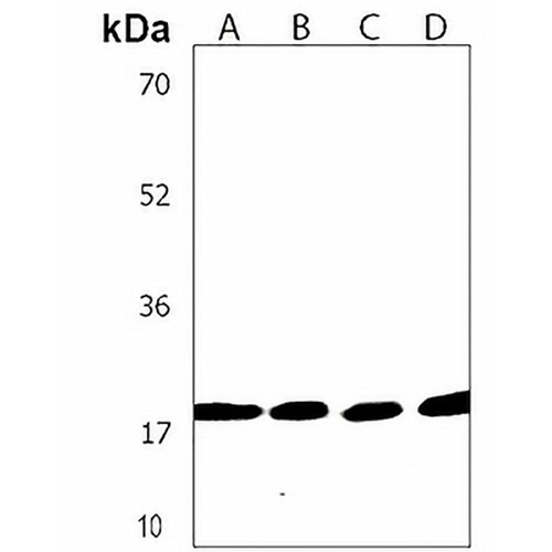 NF-E4 Rabbit Polyclonal Antibody