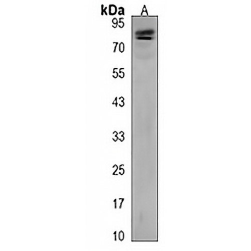 RFX4 Rabbit Polyclonal Antibody