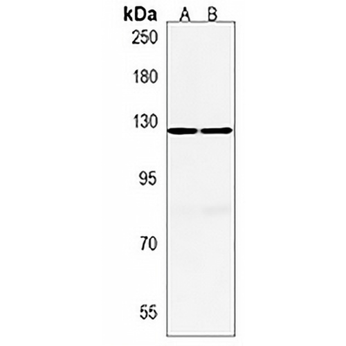 AATYK Rabbit Polyclonal Antibody