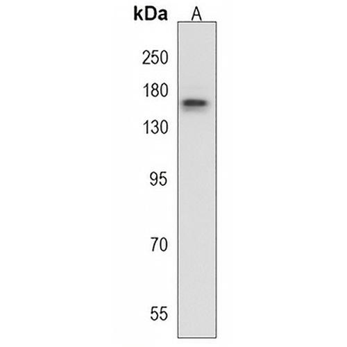 RAPGEF1 Rabbit Polyclonal Antibody