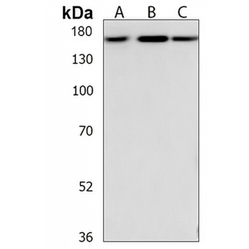RAPGEF2 Rabbit Polyclonal Antibody