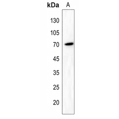 RAB11FIP5 Rabbit Polyclonal Antibody