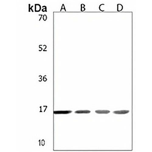 Histone H2A.J Rabbit Polyclonal Antibody