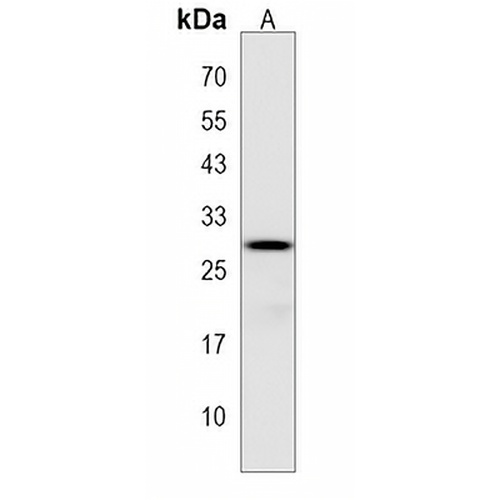 APOBEC2 Rabbit Polyclonal Antibody