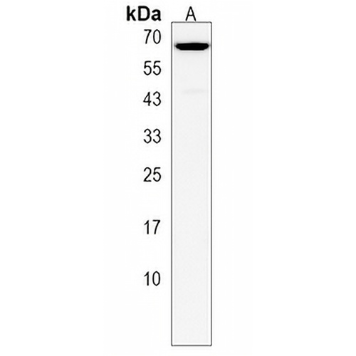Synapsin 3 Rabbit Polyclonal Antibody