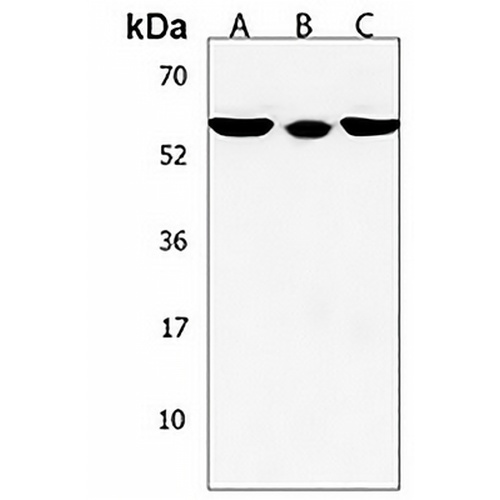SOWAHC Rabbit Polyclonal Antibody