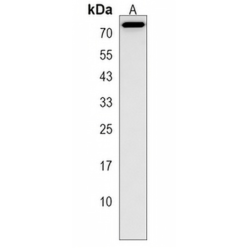 NDNF Rabbit Polyclonal Antibody