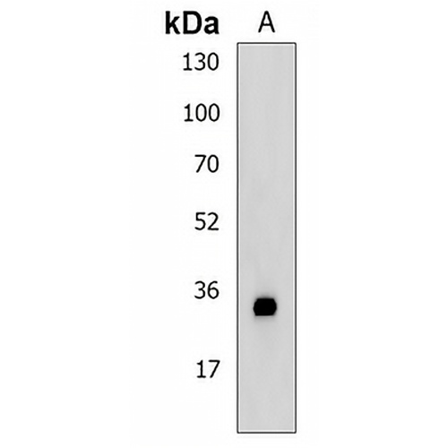 Claudin 12 Rabbit Polyclonal Antibody