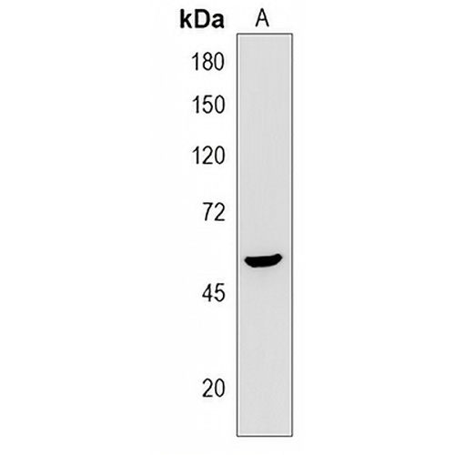 KIAA0226L Rabbit Polyclonal Antibody