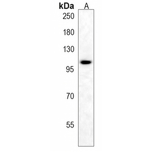 AFF3 Rabbit Polyclonal Antibody