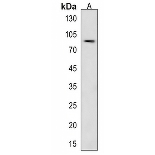 LRP3 Rabbit Polyclonal Antibody