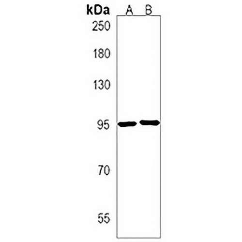 ZMIZ1 Rabbit Polyclonal Antibody