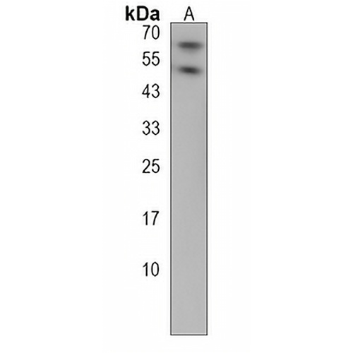 CREB3L1 Rabbit Polyclonal Antibody