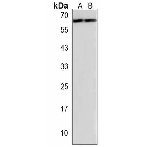 PRELP Rabbit Polyclonal Antibody