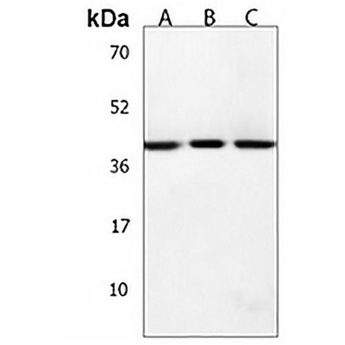 HSD17B7 Rabbit Polyclonal Antibody